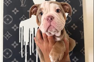 Levi - puppy for sale