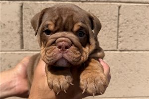 Luna - English Bulldog for sale