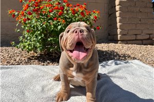 Gabriel - English Bulldog for sale
