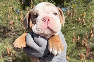 Levi - English Bulldog for sale