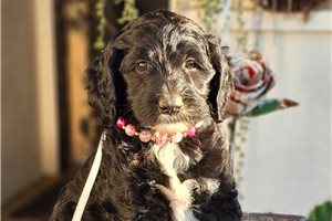 Brielle - puppy for sale