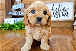 Orion - puppy for sale