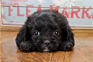 Kinley - Cavapoo for sale