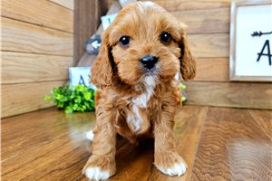 Omar - Cavapoo for sale
