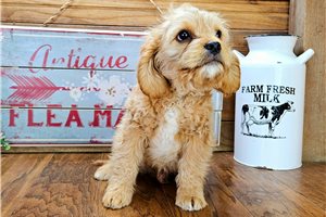 Otto - Cavapoo for sale