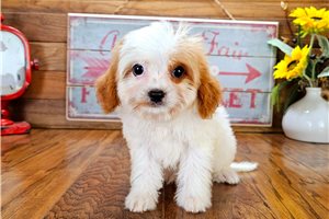 Bennett - puppy for sale