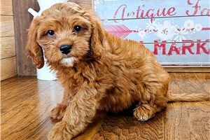 Lawrence - puppy for sale
