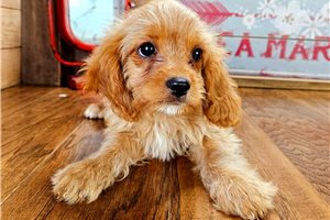 Bindi - puppy for sale