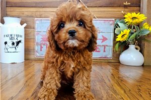 Lincoln - Cavapoo for sale