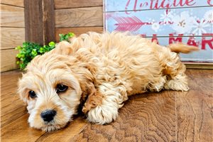 Odin - Cavapoo for sale