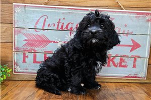 Gianna - Cavapoo for sale