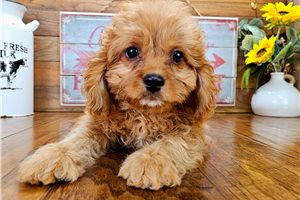 Lindsey - puppy for sale