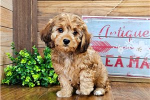 Gabriel - Cavapoo for sale