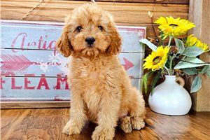 Benjamin - Cavapoo for sale