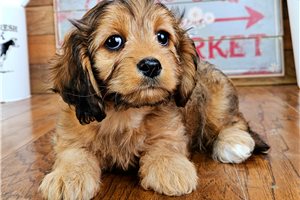 Grace - puppy for sale