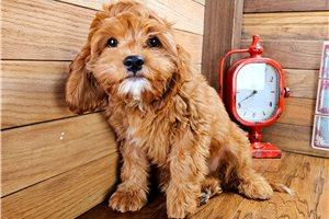 Lawrence - puppy for sale
