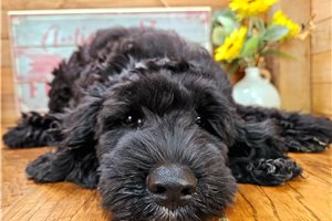 Allen - Cockapoo for sale