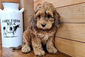 Alyssa - Cockapoo for sale