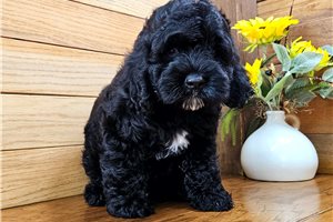 Allen - Cockapoo for sale