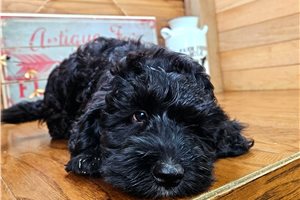 Allen - Cockapoo for sale