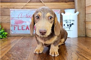 Carter - puppy for sale