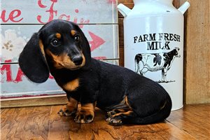Slater - Mini Dachshund for sale