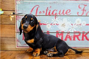 Shiloh - Dachshund, Mini for sale
