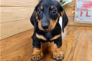 Shiloh - Dachshund, Mini for sale
