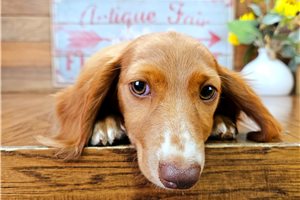 Calista - Dachshund, Mini for sale