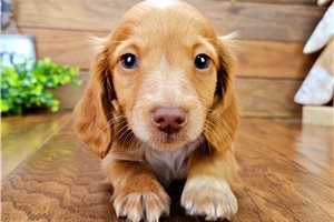 Ellison - Dachshund, Mini for sale