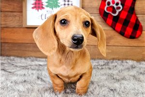 Bloom - Dachshund, Mini for sale