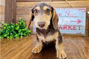 Caleb - puppy for sale