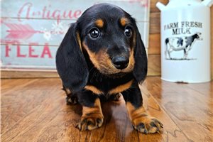 Slater - Dachshund, Mini for sale