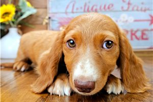 Calista - Dachshund, Mini for sale