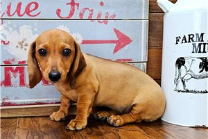 Coral - Dachshund, Mini for sale