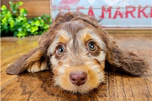 Patricia - Dachshund, Mini for sale