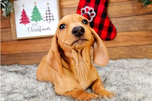 Bliss - Dachshund, Mini for sale