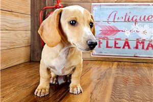 Joie - Dachshund, Mini for sale