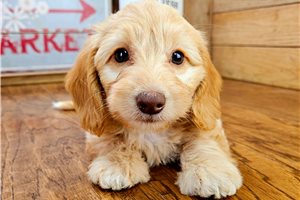 Blossom - Dachshund, Tweenie for sale
