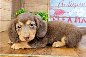 Camila - puppy for sale