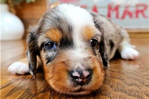 Vienna - Dachshund, Mini for sale