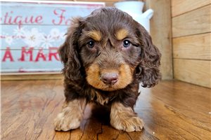 Cooper - puppy for sale