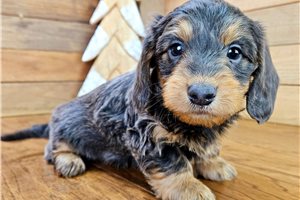 Phillip - puppy for sale