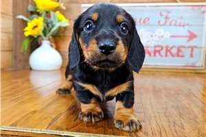 Slater - puppy for sale
