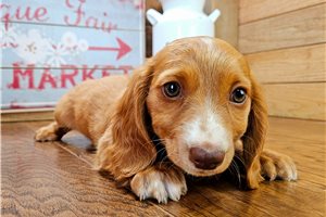 Calista - puppy for sale