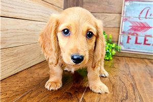 Beamer - puppy for sale