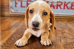 Joie - puppy for sale