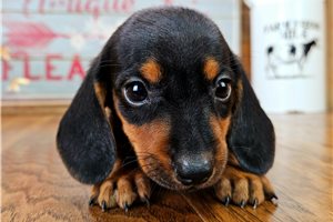 Waylon - Dachshund, Mini for sale