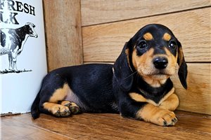 Brody - puppy for sale
