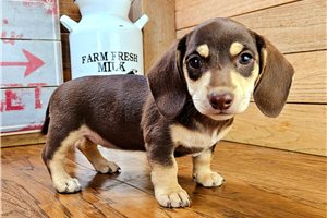 Brenna - puppy for sale